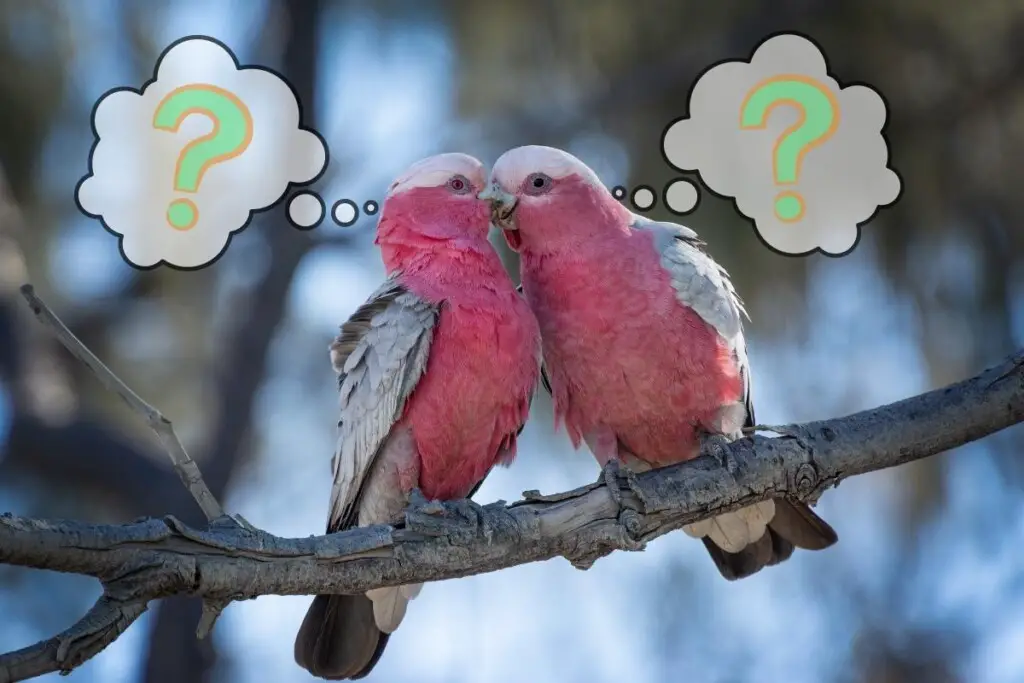 how-do-birds-communicate