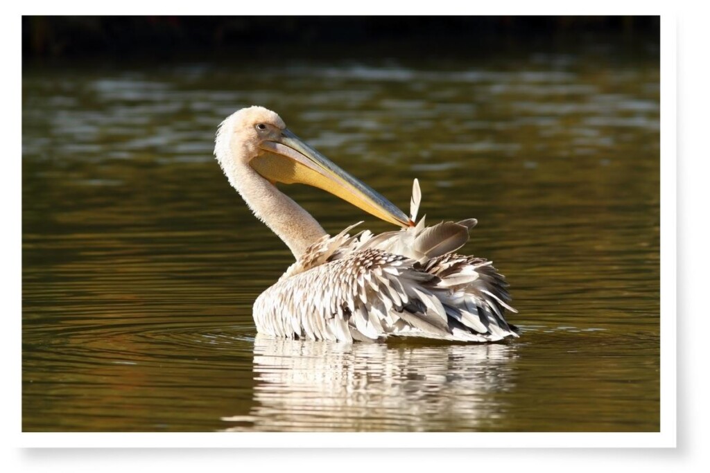 a juvenile Great White Pelican preening while floating on water