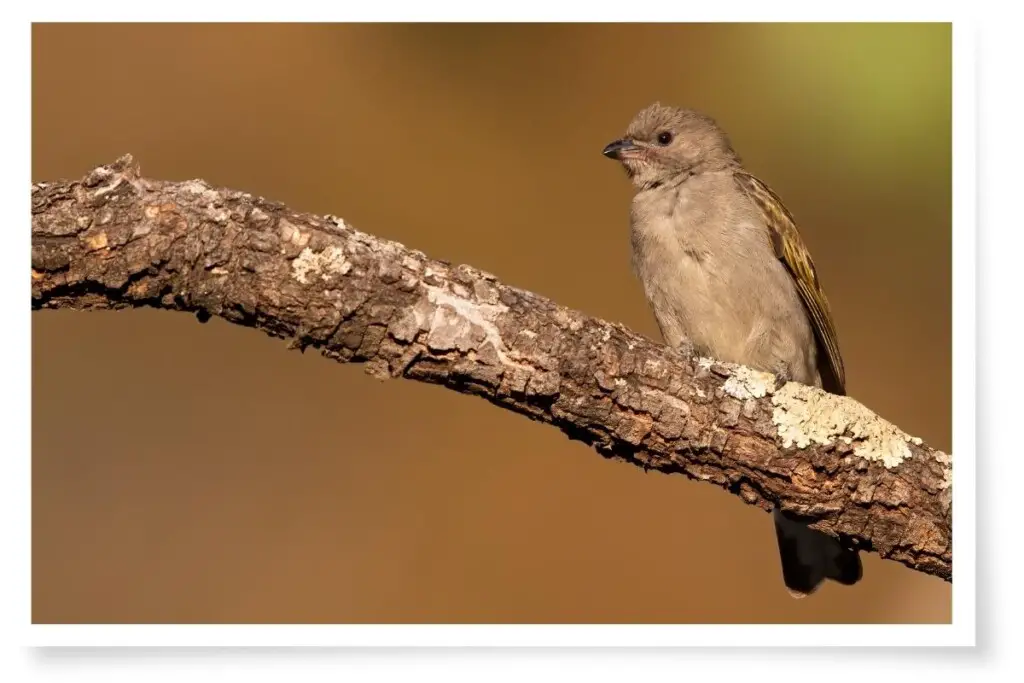 a Lesser Honeyguide bird perched on a branch