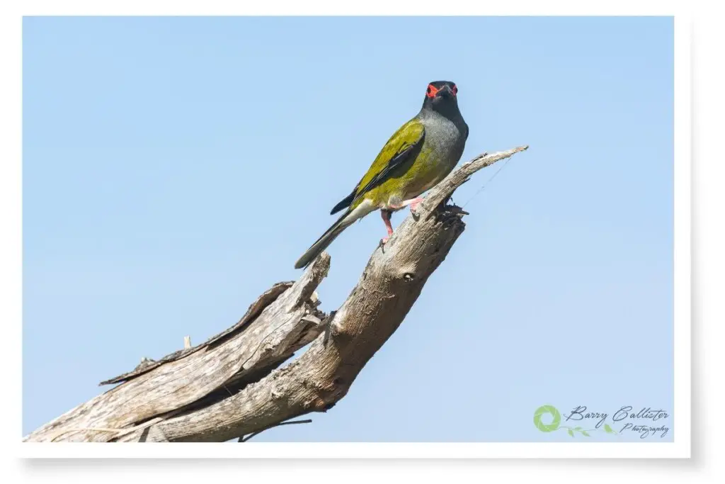 a male Australasian Figbird perched on a branch