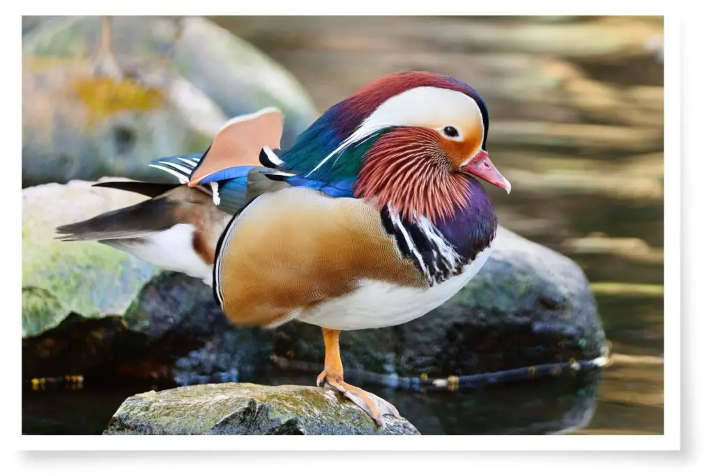 a male Mandarin Duck displaying his full breeding plumage