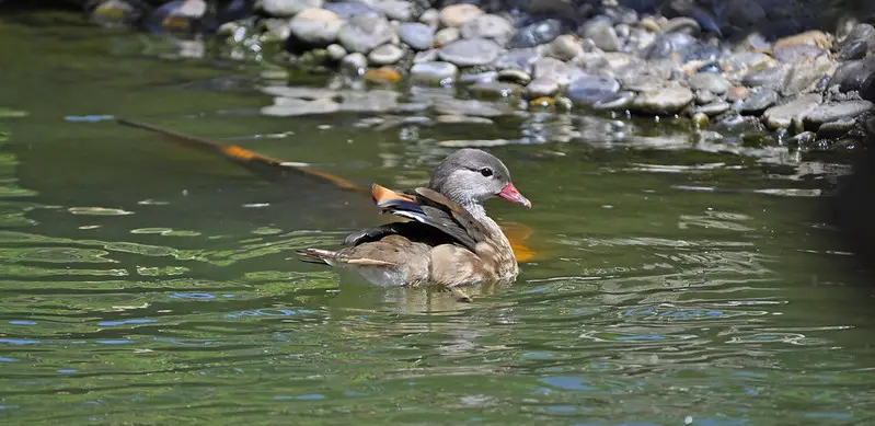 a male Mandarin Duck in eclipse plumage