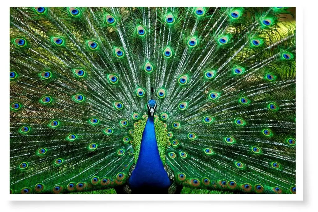 a male Indian Peafowl with its tail feathers spread out