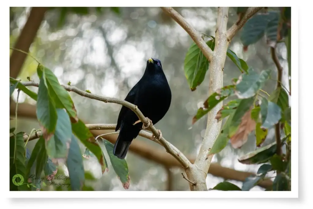 a male Satin Bowerbird perched in a tree