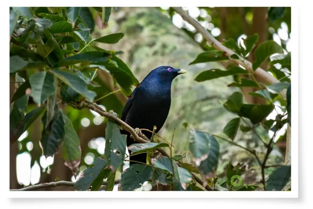 a male Satin Bowerbird perched in a tree