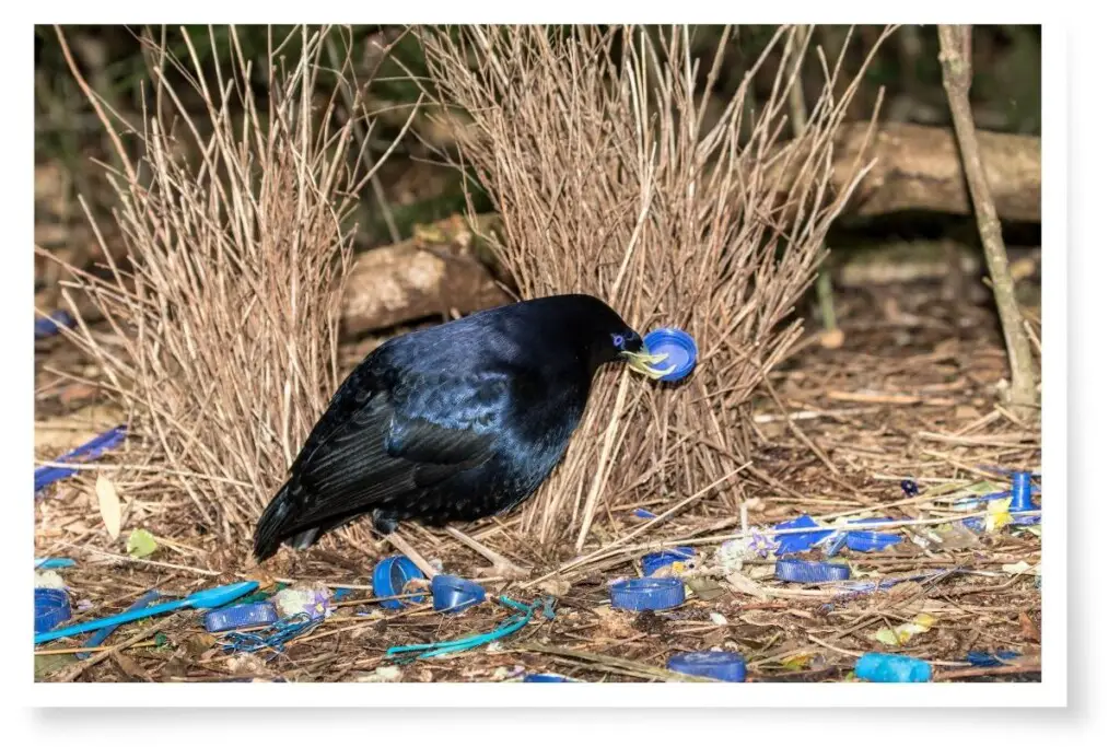 a male Satin Bowerbird tending to his bower placing a blue bottle cap