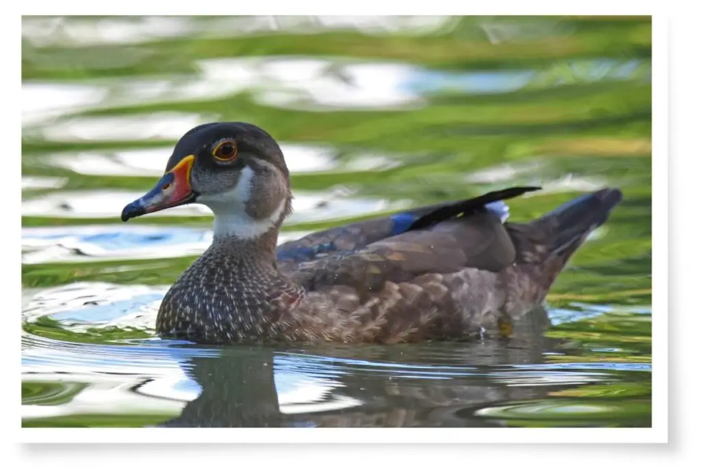 a male wood duck in non-breeding plumage