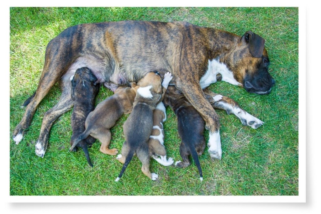 a mother dog with five pups drinking from her
