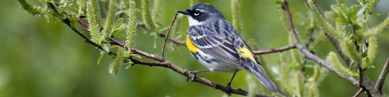 a myrtle warbler perched in a tree