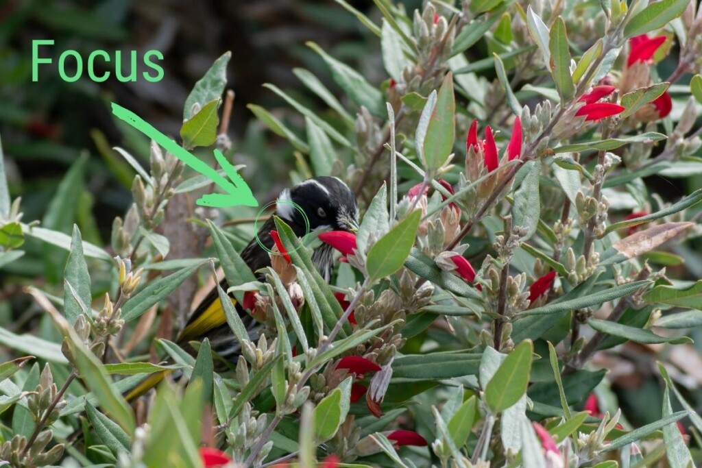 a New Holland Honeyeater feeding in a bush with a green arrow pointing to the focus point