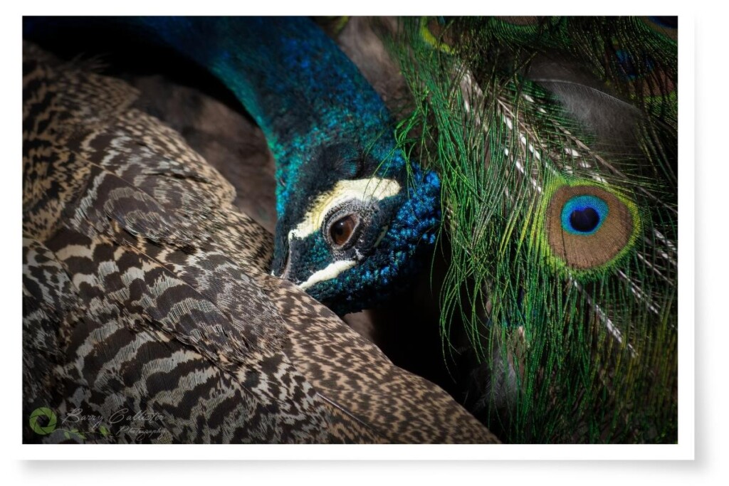 a close up of an Indian Peafowl with its head between its tail feathers