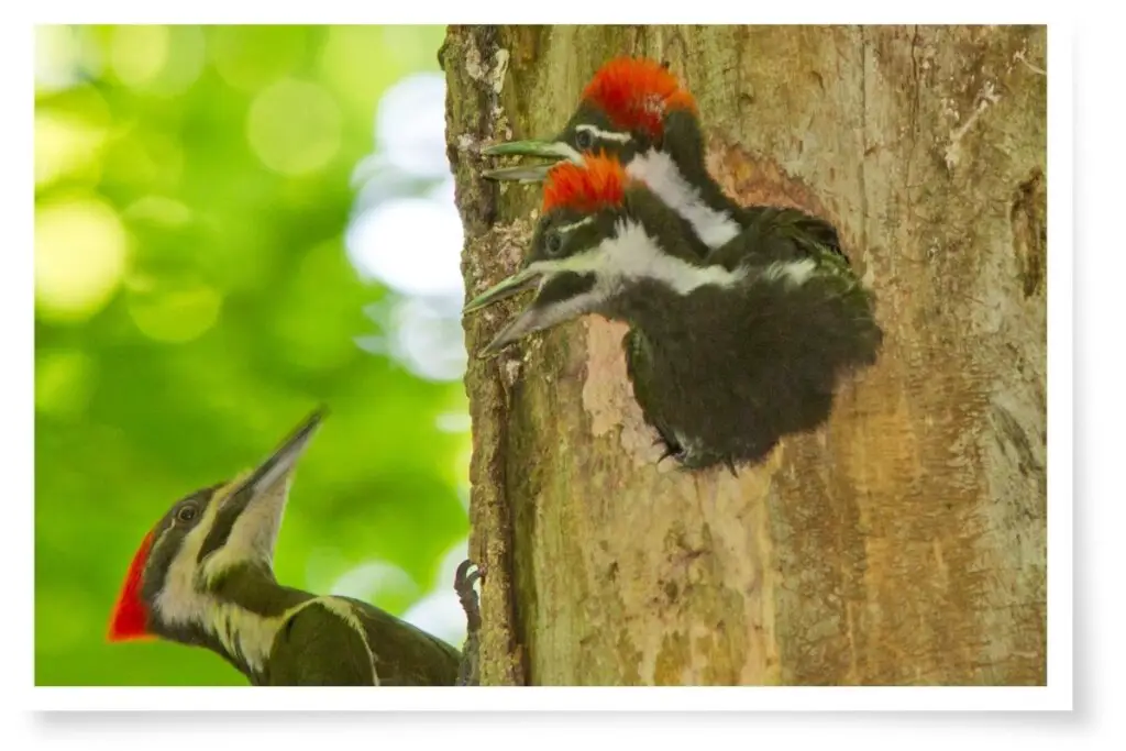 how birds communicate - two Pileated Woodpecker chicks peeking out of a tree hollow calling their parent that is clinging to the tree beside them