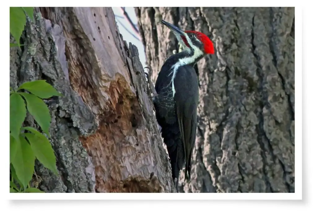 a Pileated Woodpecker bird clinging to a tree