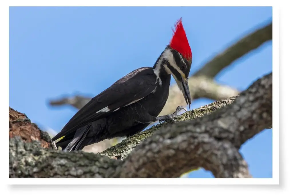 a Pileated Woodpecker perched on a branch with its tongue out catching insects