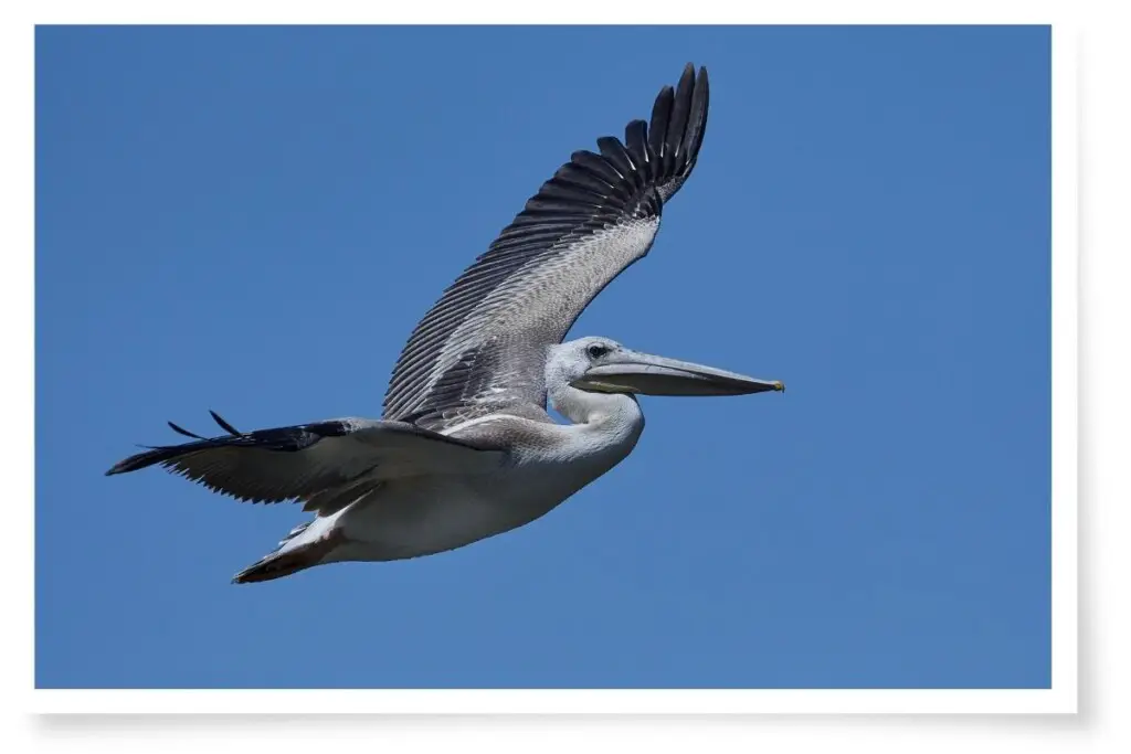 a pink-backed pelican flying in clear blue sky