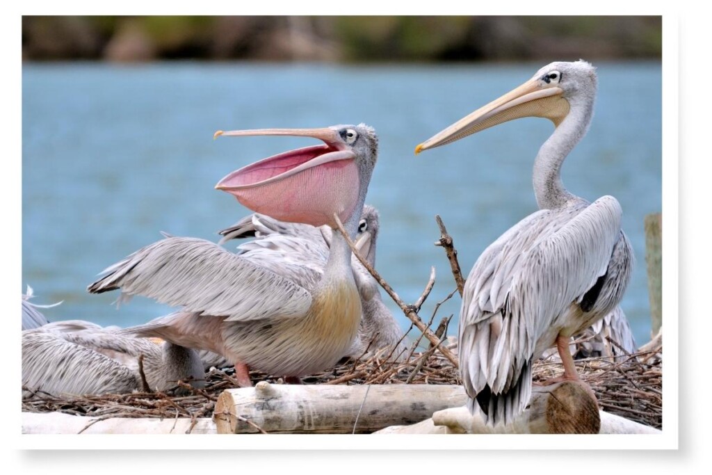 pink-backed pelicans perched and sitting on a pile of sticks and logs