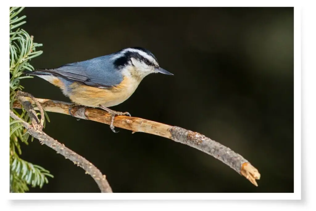 a Red-breasted Nuthatch perched on a branch