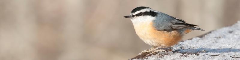 a Red-breasted Nuthatch perched on a snow-covered wooden fence rail