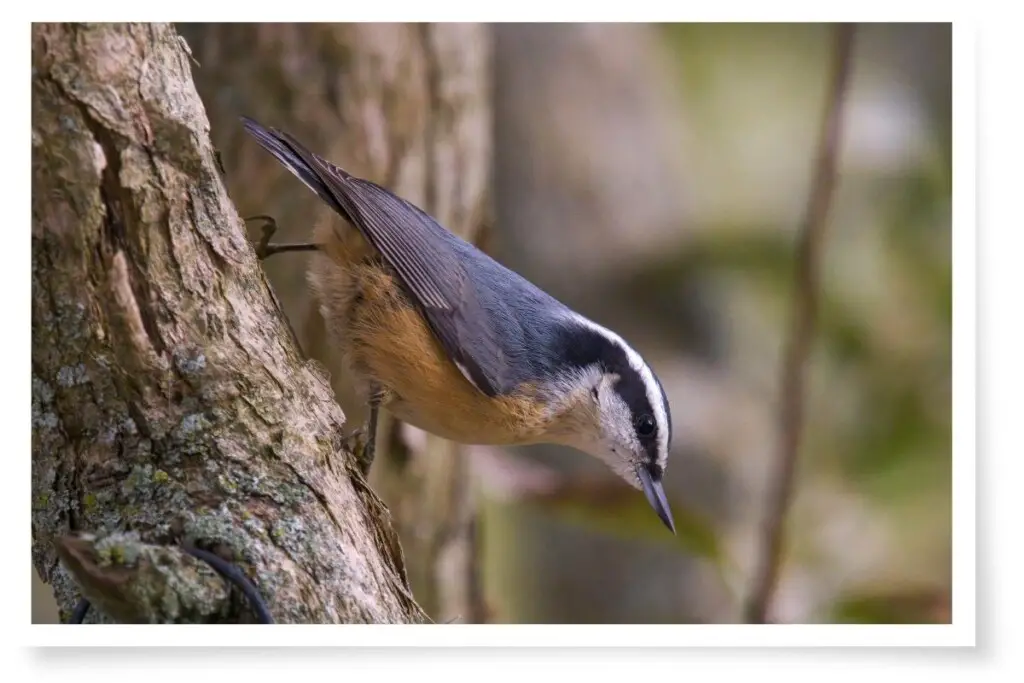a Red-breasted Nuthatch clinging to the side of a tree