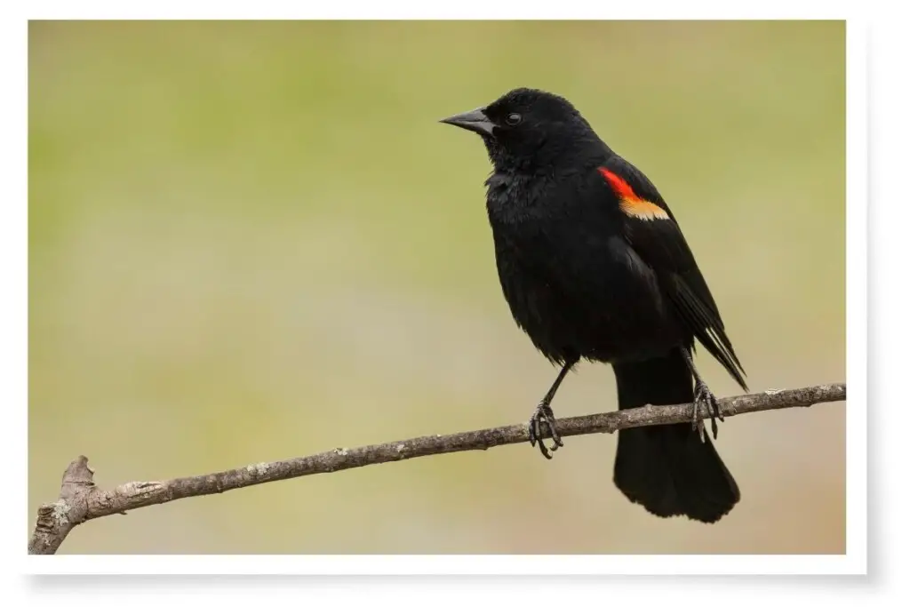 a red-winged blackbird perched on a branch