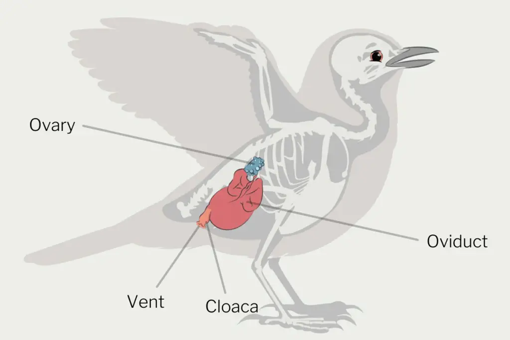 do all birds lay unfertilized eggs - an info graphic showing the reproductive system of a female bird