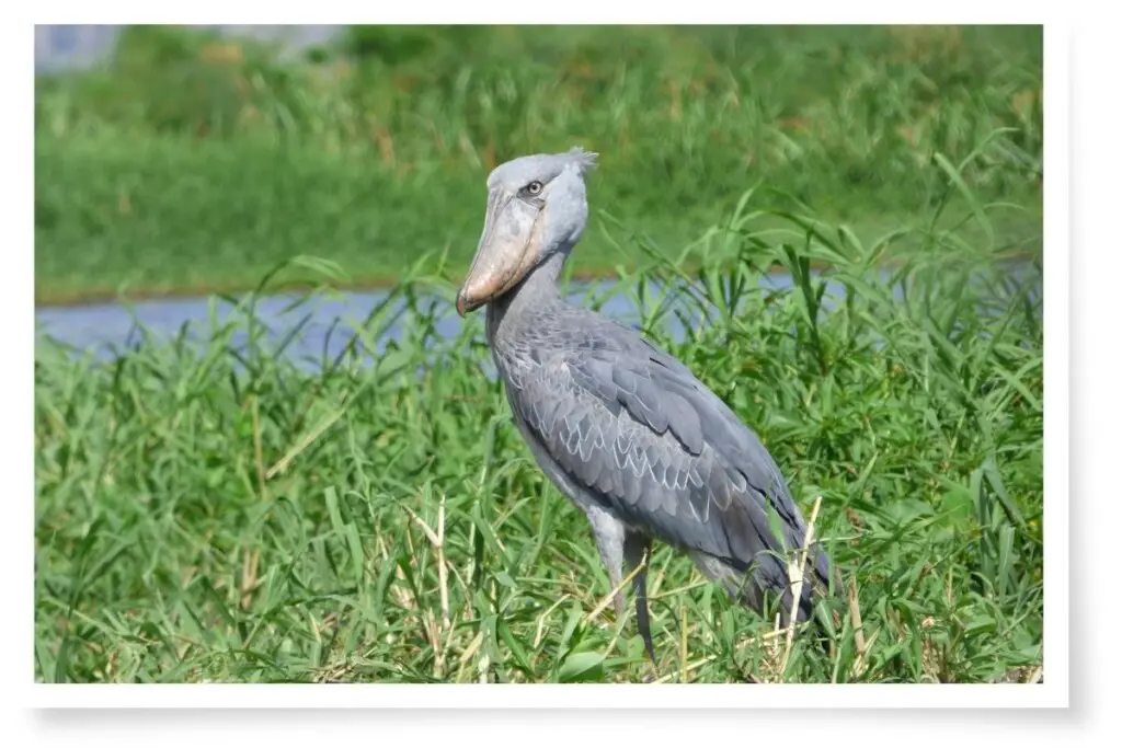 a Shoebill bird standing in reeds - these birds communicate using clicking of their beaks