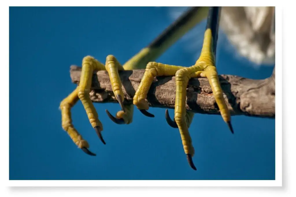 a close up of the feet of a Snowy Egret perched on a stick