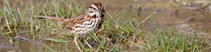 a song sparrow standing in water among grass