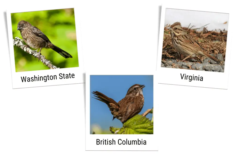 three images of song sparrows showing their plumage differences. One is from Washington State, one from Virginia, and one from British Colombia