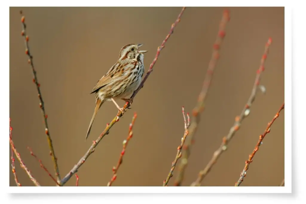 a song sparrow perched on a thin branch with its beak open