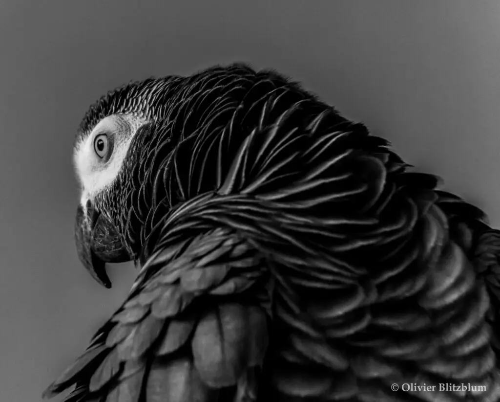 a Sony E 18-200mm f/3.5-6.3 OSS LE lens example image two - an African grey parrot