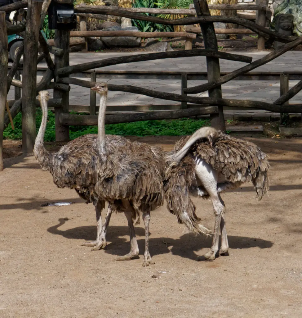 a Sony FE 24-240mm F/3.5-6.3 OSS lens example image one - three Ostriches in a pen