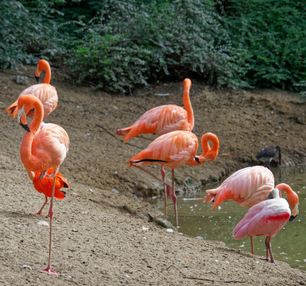a Sony FE 24-240mm F/3.5-6.3 OSS lens example image two - six Flamingos by the edge of the water