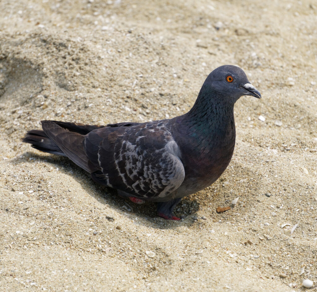 Sony E 55-210mm lens example image one - a rock pigeon standing in sand