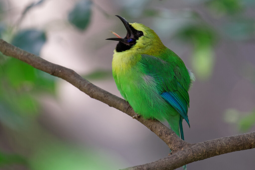 a Sony FE 70-300mm f/4.5-5.6 G OSS lens example image one - a blue-winged leafbird