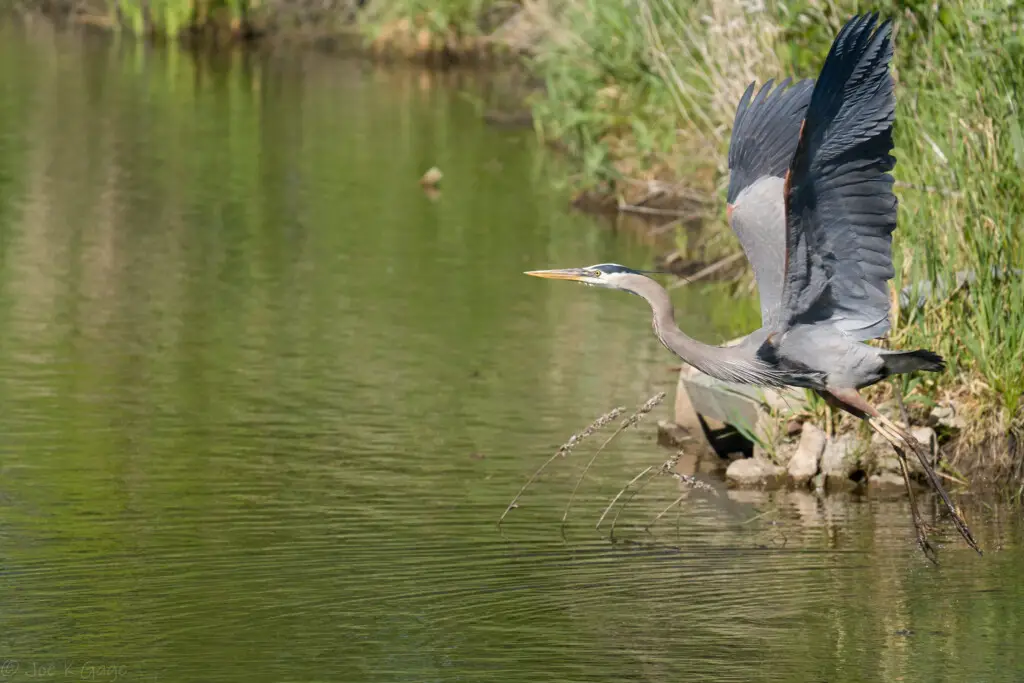 a Sony FE 70-300mm f/4.5-5.6 G OSS lens example image two - a great blue heron taking flight