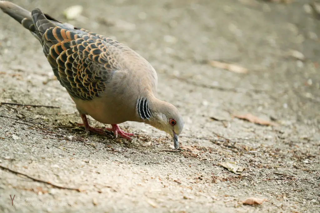 a Sony FE 70-300mm f/4.5-5.6 G OSS lens example image three - an oriental turtle dove