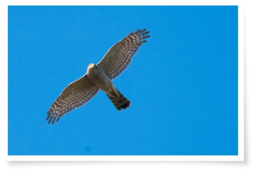 a Sparrowhawk flying in clear blue sky