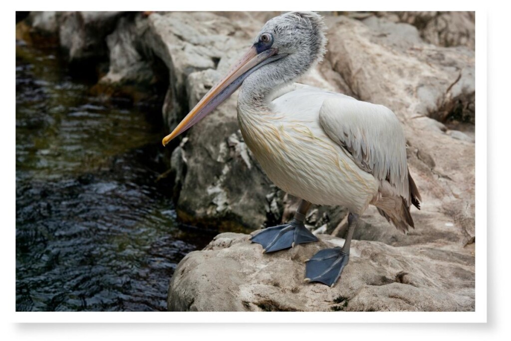 a spot-billed pelican standing on a rock