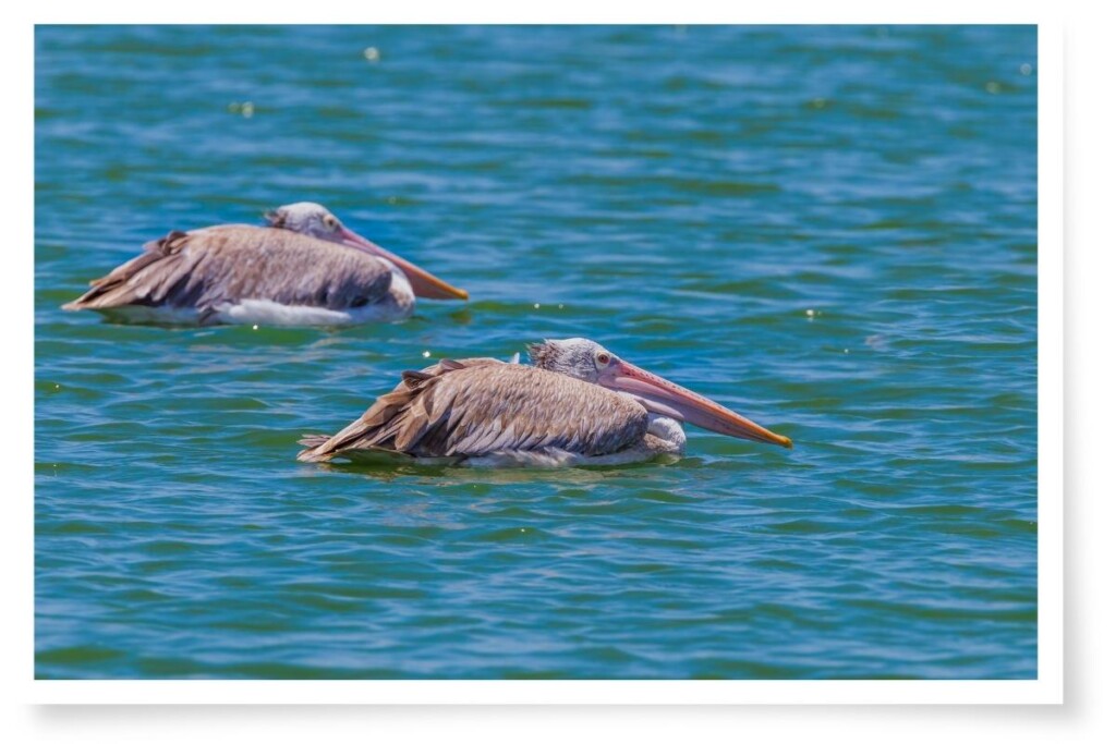 two spot-billed pelicans floating on water