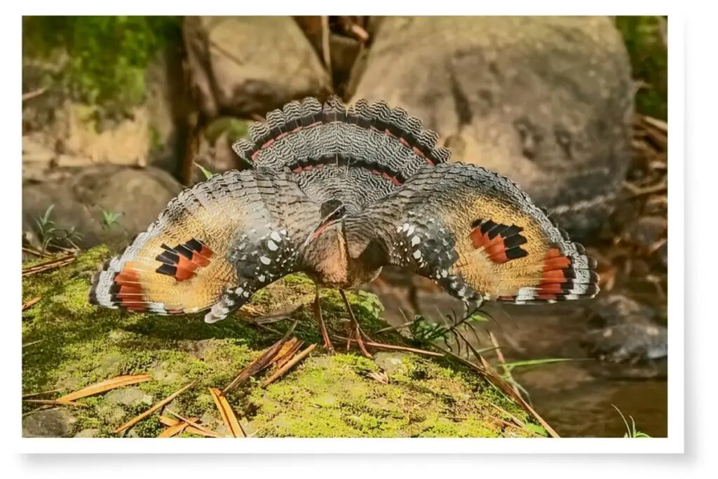 a Sunbittern bird displaying the eye-like markings on its wings to communicate that it might be dangerous