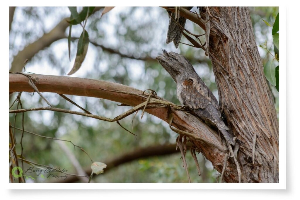 a Tawny Frogmouth bird perched in a tree with its eyes closed and neck stretched out