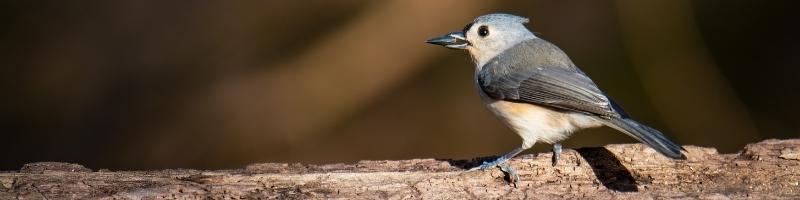 a tufted titmouse with a seed in its beak perched on a branch