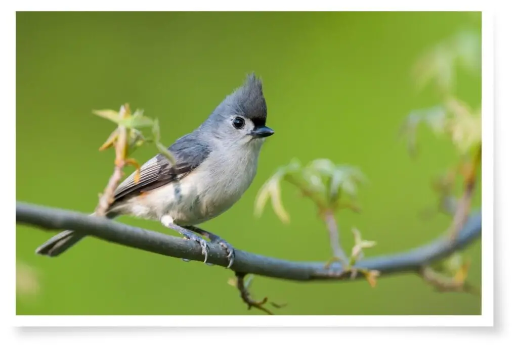 a tufted titmouse bird perched on a branch