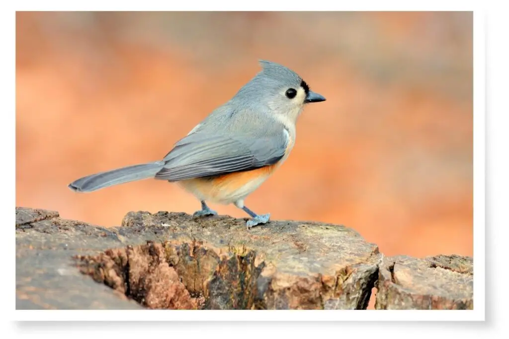a tufted titmouse bird perched on a log