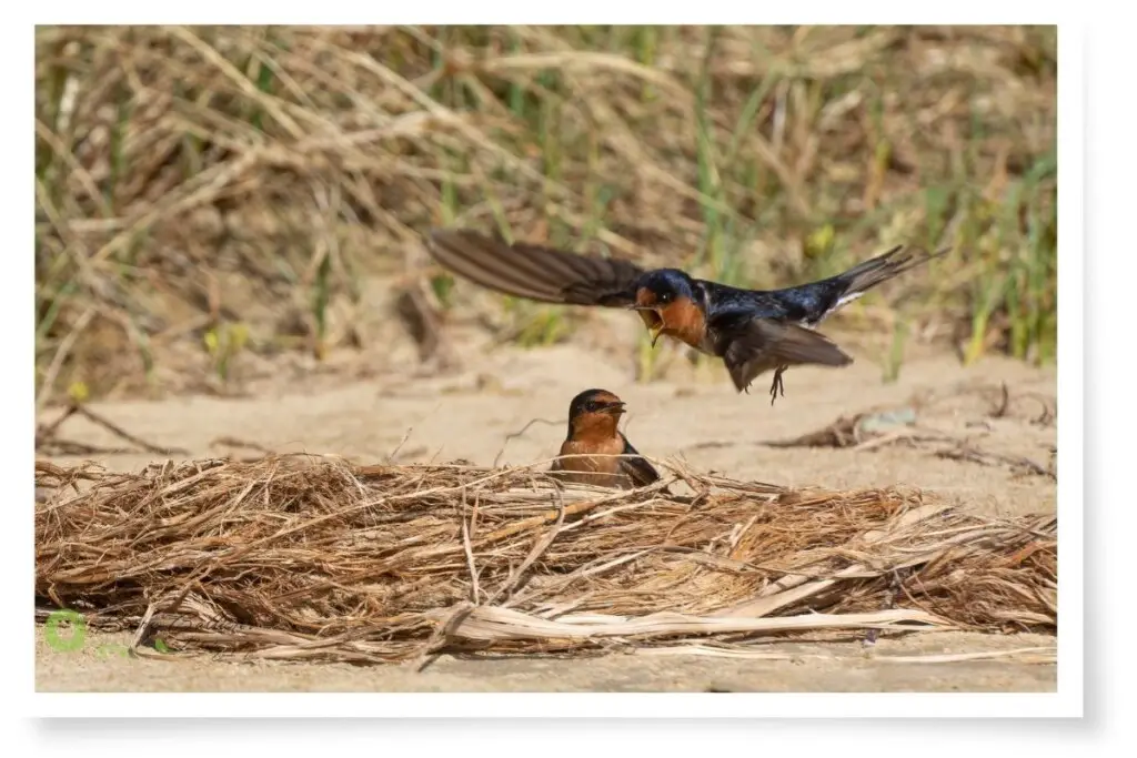 two Welcome Sparrows on the beach