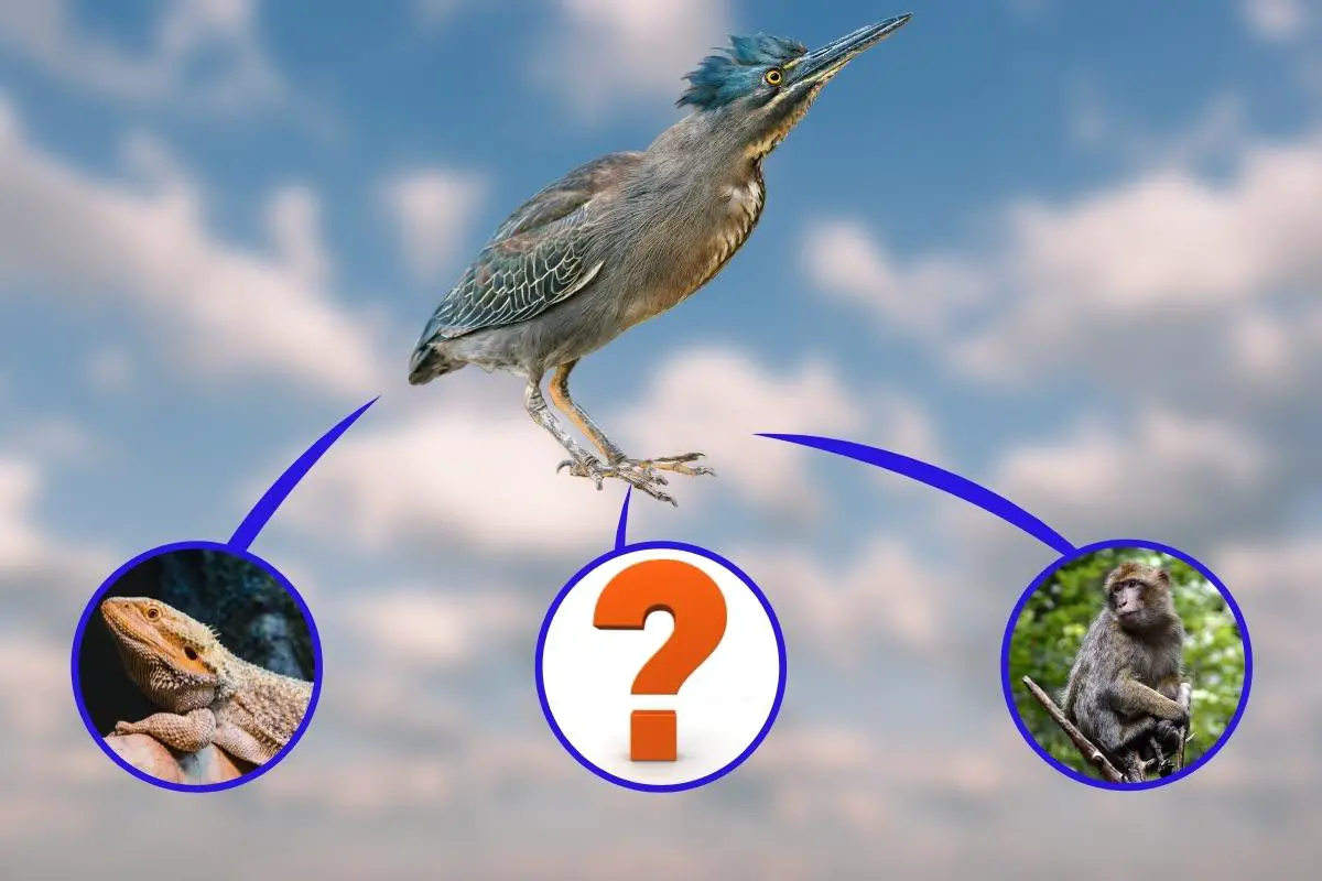 Are Birds Mammals Or Reptiles? - The Answer Revealed