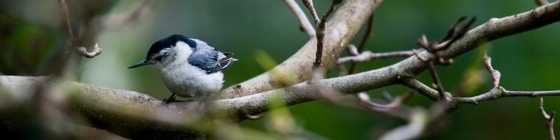 a white-breasted nuthatch perched in a tree