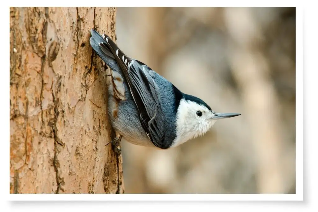 a New England bird, the white-breasted nuthatch clinging to a tree