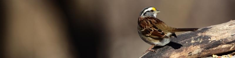 a white-throated sparrow perched on a log